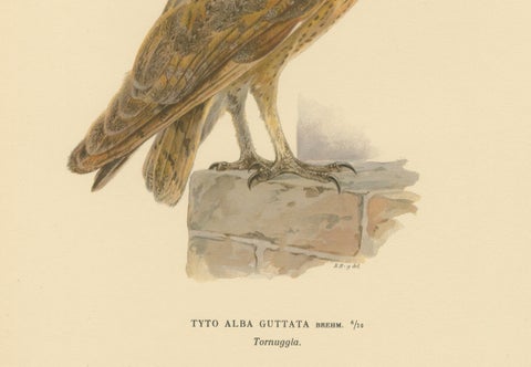 Original Hand-colored Barn Owl Lithograph by M. von Wright, 1927, close-up 2