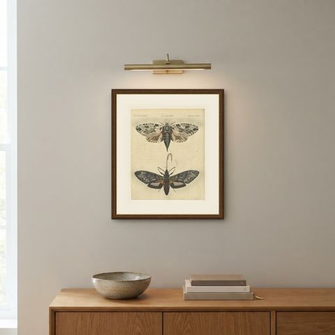 Two Large Exotic Moths, Antique Bertuch Print, circa 1815, shown framed on a wall