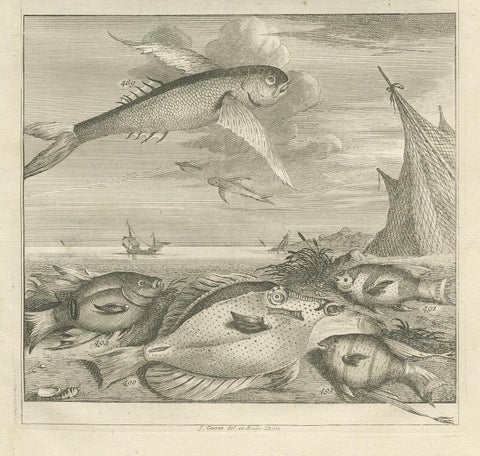 Untitled Antique Print of Fish Species No. 451, Indonesia, 1726, view 4