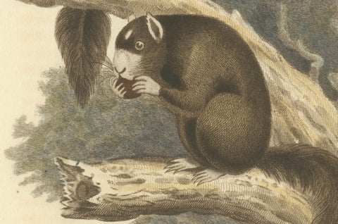 Antique Print with Hand Coloring of a Masked Squirrel, close-up 2