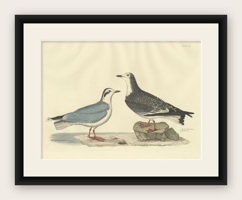 Original Handcolored Engraving of The Little Gull by Selby, 1826, shown framed