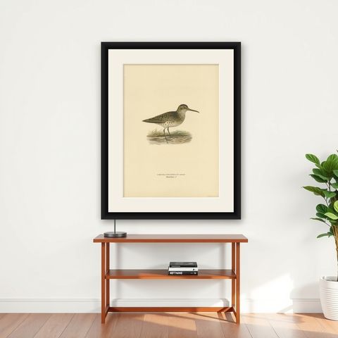 Antique Bird Print of a Male Broad-billed Sandpiper by Von Wright, 1929, shown framed on a wall