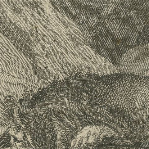 Original Antique Print of Two Lions Resting, close-up 1
