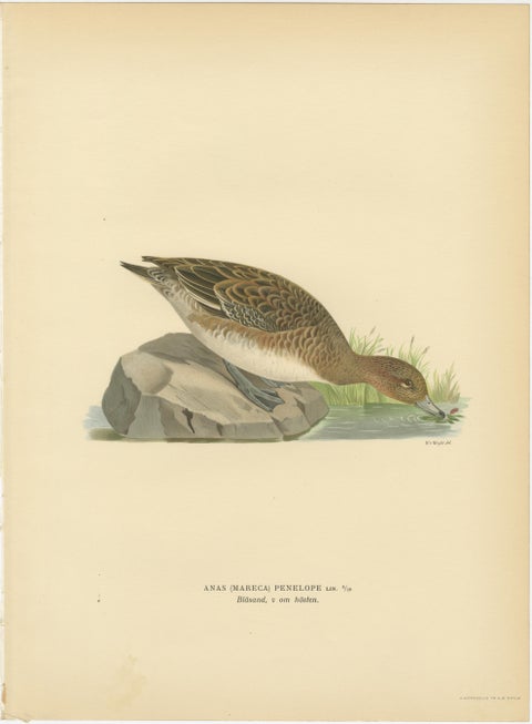1929 Swedish Ornithology Lithographs, Eurasian Wigeon Trio, view 4