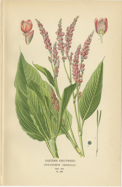 1897 Botanical Prints, Marvel of Peru and Eastern Knotweed, view 3