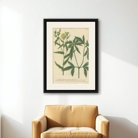 Hand-finished Mezzotint Engraving of two Chrysanthemum species, shown framed on a wall
