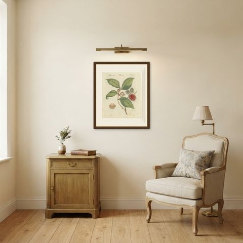 Rambutan Tropical Fruit Branch, Antique Bertuch Print, circa 1810, shown framed in a room
