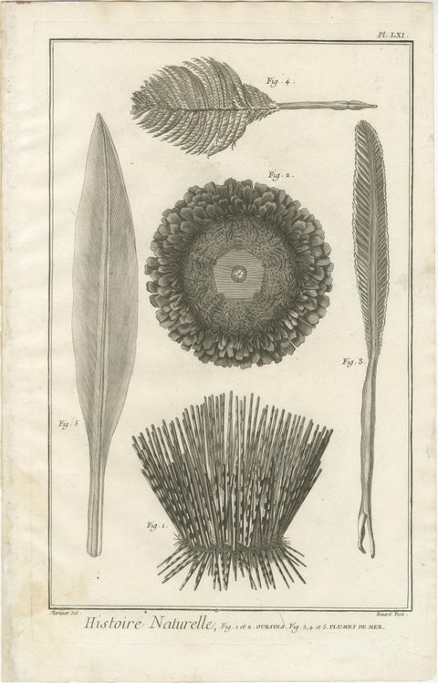 Set of Three Engravings of Sea Urchins and Marine Life by Diderot, ca.1770, view 5