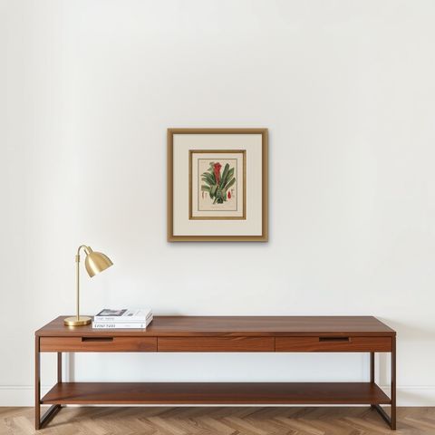 Antique Botanical Lithograph, Billbergia Thyrsoidea, de Vriese, 1856, shown framed on a wall