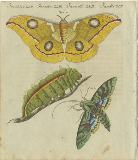 Splendid Saturn Moth and Green Hawkmoth: Exquisite Insects from a 1805 Work, view 2