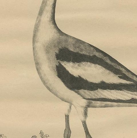 Antique Bird Print of the Pied Avocet by Goldfuss, circa 1824, close-up 2