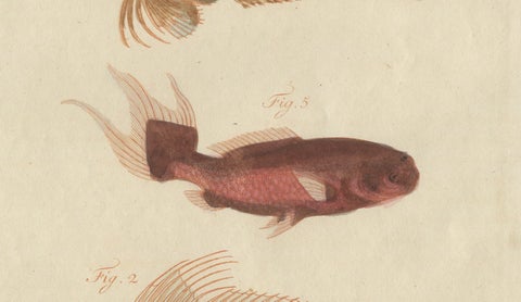 Original Antique Print of Five Exotic Red Fish by Bertuch, c. 1800, close-up 2
