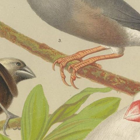 Antique Bird Print of the White-Headed Munia, Chesnut Munia and Java Sparrow, close-up 2