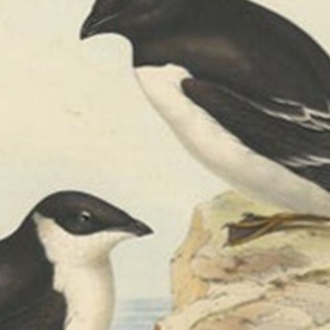 Antique Bird Print of the Little Auk by Gould, 1832, close-up 1