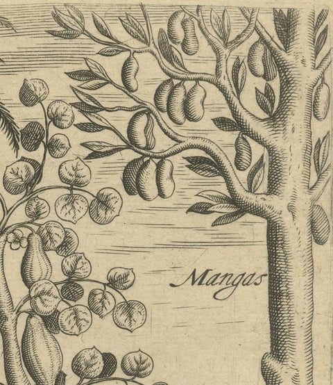 Cornucopia of India: Pineapples, Betel, Date Palms, Soursop, and Mangoes, 1601, close-up 4