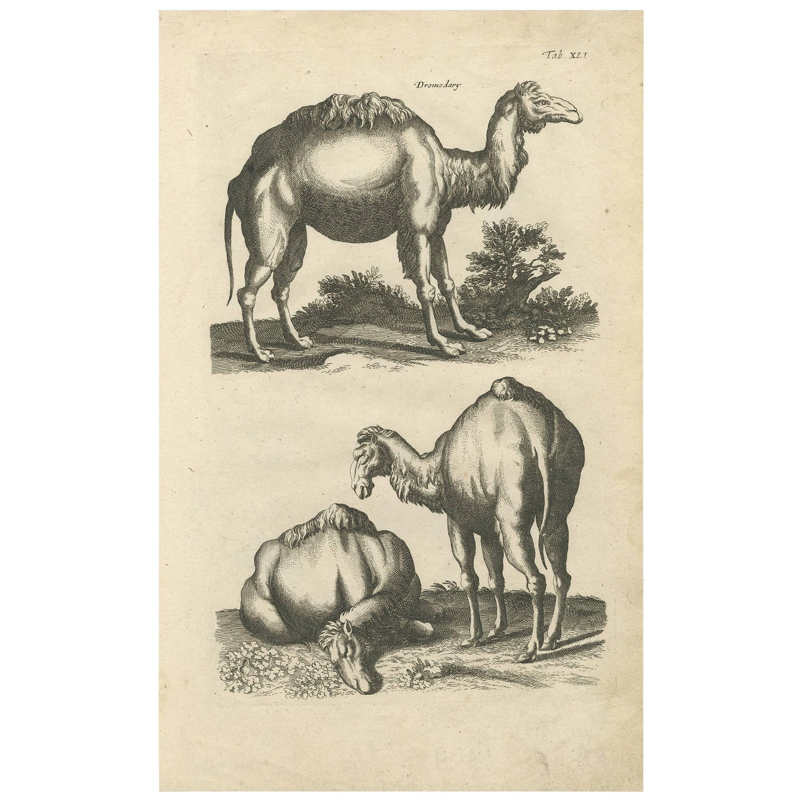 Antique Print of Dromedary by J. Jonston, 1657