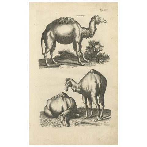 Antique Print of Dromedary by J. Jonston, 1657