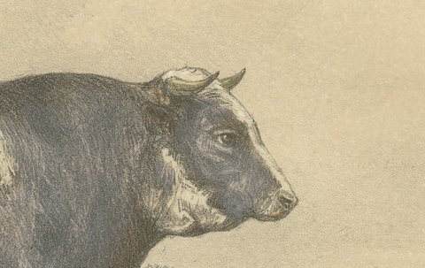 Markob, Durham Shorthorn Bull of Corbon, Antique Print, 1873, view 4