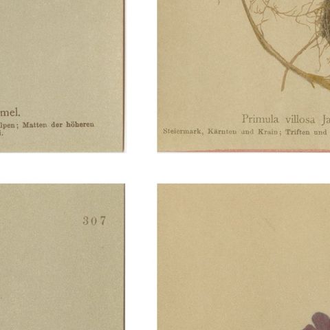 Alpine Primula Botanical Prints, Decorative Floral Set, Palla 1897, close-up 2