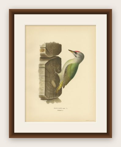 Antique Bird Print of the Grey-Headed Woodpecker by Von Wright, 1927, shown framed