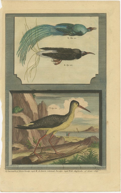 Colored Print of Birds of Paradise and the Eurasian Woodcock, view 2