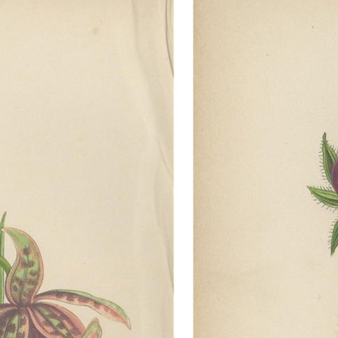 Alpine Botanical Prints of Alpine Blue Gilia and Purple Poppy Mallow, 1874, close-up 4