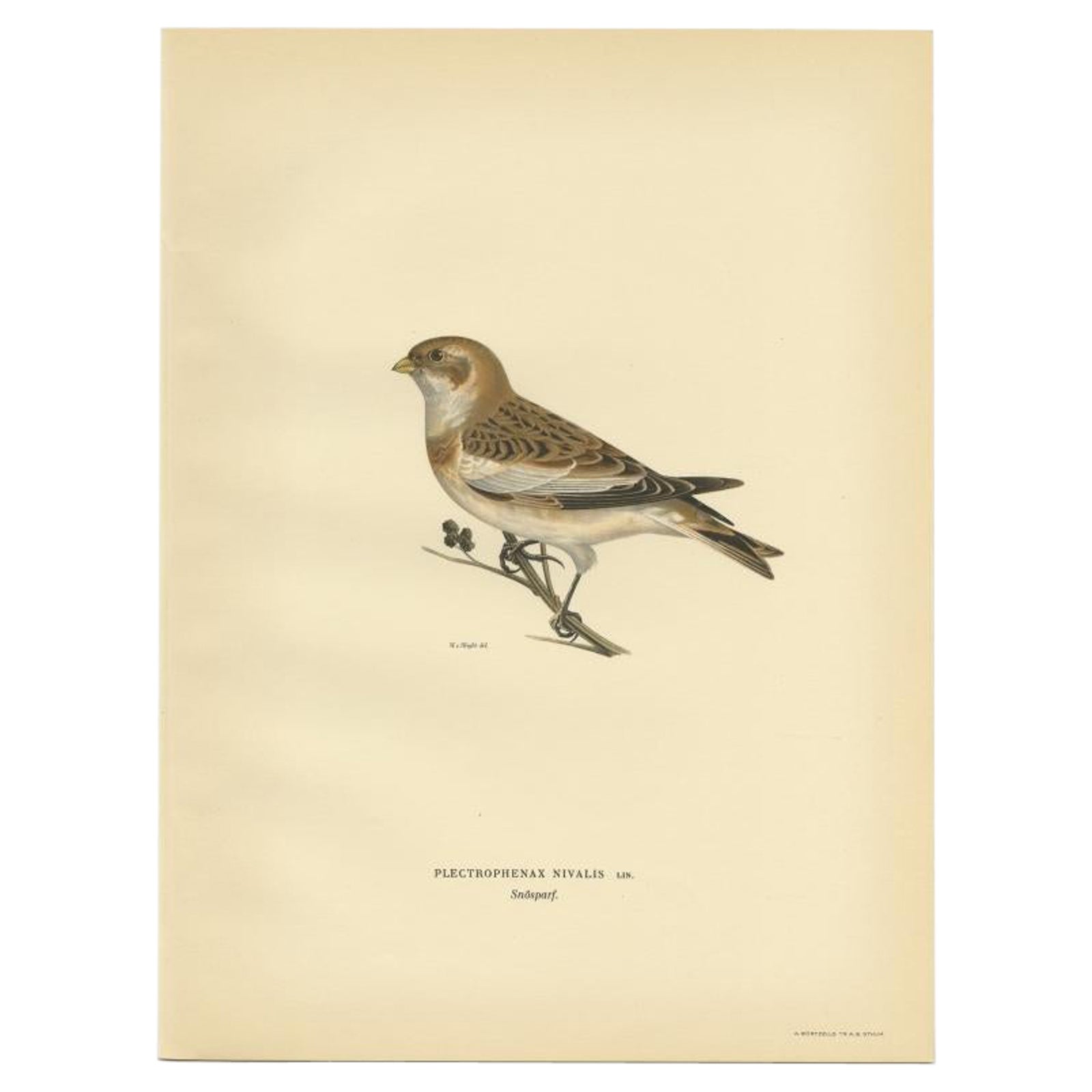 Decorative Original Antique Bird Print of The Snow Bunting, 1927