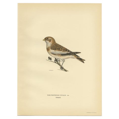 Decorative Original Antique Bird Print of The Snow Bunting, 1927