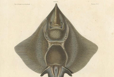 Antique Print of Arctic Skate or Gaimard’s Ray, Hand-Colored Lithograph, 1854, close-up 3