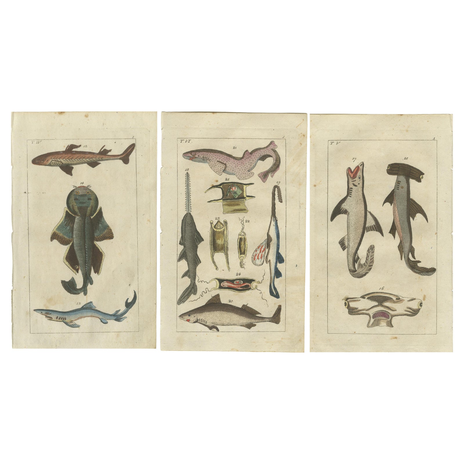Set of 3 Antique Fish Prints, White Shark, Sawfish, Catshark