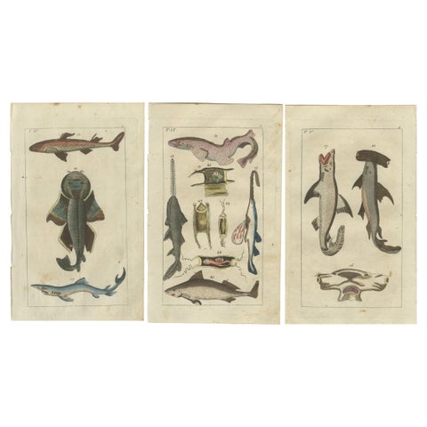 Set of 3 Antique Fish Prints, White Shark, Sawfish, Catshark