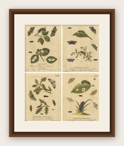 English Tiger & Footman Moths, Scarlet Tiger, Speckled Footman, Albin 1720, shown framed