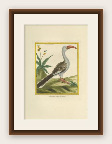 Original Antique Hand-Colored Engraving of the Red-billed Hornbill, circa 1770, shown framed