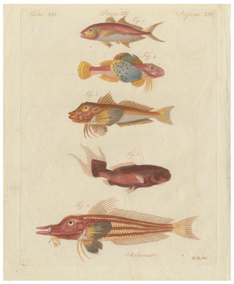 Original Antique Print of Five Exotic Red Fish by Bertuch, c. 1800