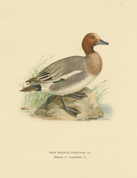 Rustic Grace: A Vintage Print of The Eurasian Wigeon by Magnus von Wright, 1929, view 3
