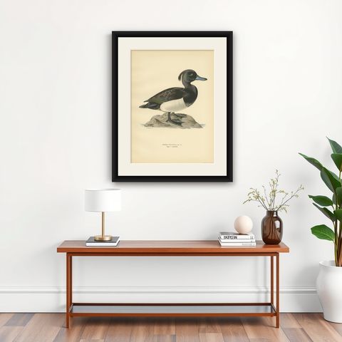 Antique Bird Print of the Tufted Duck by Von Wright, 1929, shown framed on a wall