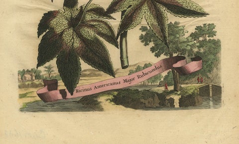 Botanical Illustration of the Castor Oil Plant (Ricinus communis), 1696, close-up 3