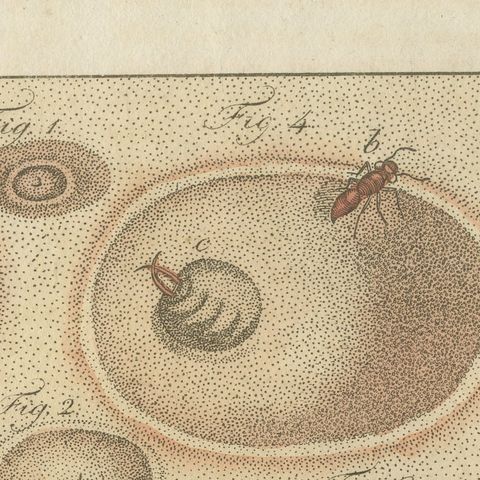 Insect Pit Traps in Sand, Antique Bertuch Print, circa 1805, close-up 3