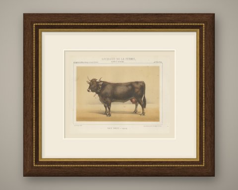 Schwyz Cow with Bell, Swiss Brown Cattle Chromolithograph, 1863, shown framed