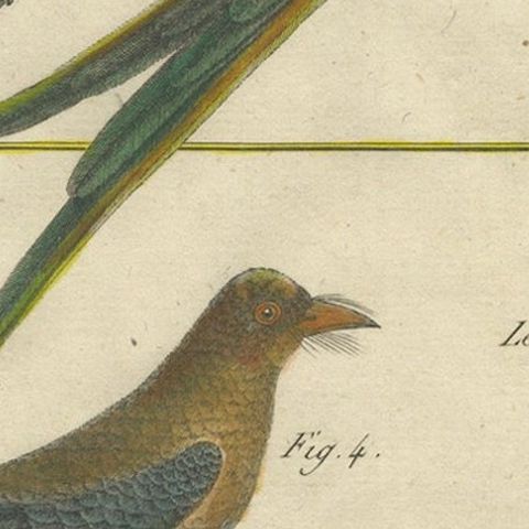 Hand-Colored Engraving of Exotic Tropical Birds from Histoire Naturelle, 1790, close-up 5