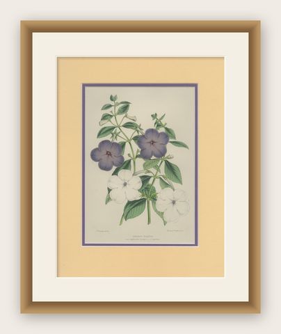 Botanical Beauty: Antique Print of Achimenes Longiflora from 1850, shown framed
