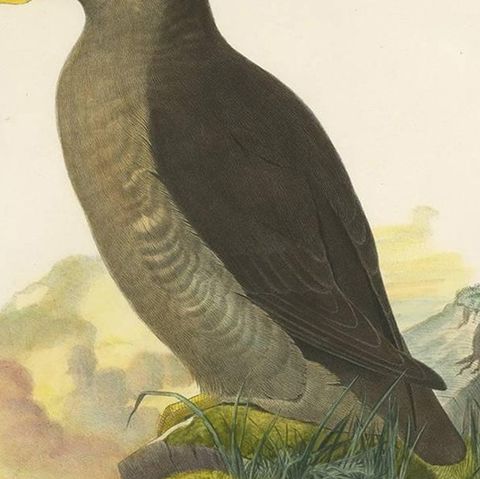 Antique Bird Print of a Latham's Guillemot Made after J. Wolf, 1868, close-up 2
