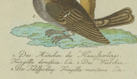 Feathers of Europe: A 18th Century Detailed Study of Finches & Bramblings, 1780, close-up 1