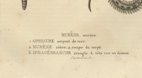 Aquatic Elegance: Brittle Star, Zebra Moray Eel, and Blind Cave Eel, 1845, close-up 1