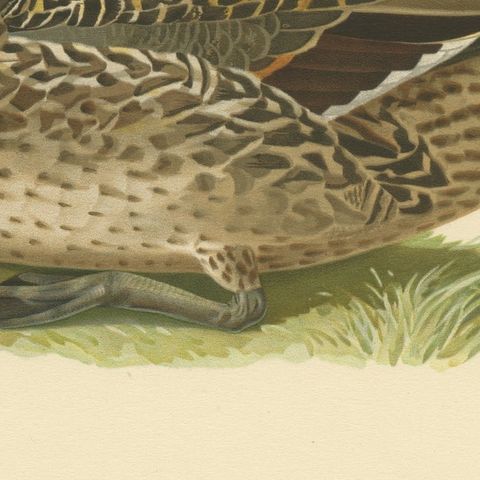 Elegance at the Water's Edge: Male Northern Pintail by Magnus von Wright, 1929, close-up 4
