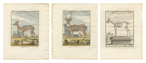 Buffon Axis Deer Prints Set of 3, Male Female & Skeleton, 1775, view 2