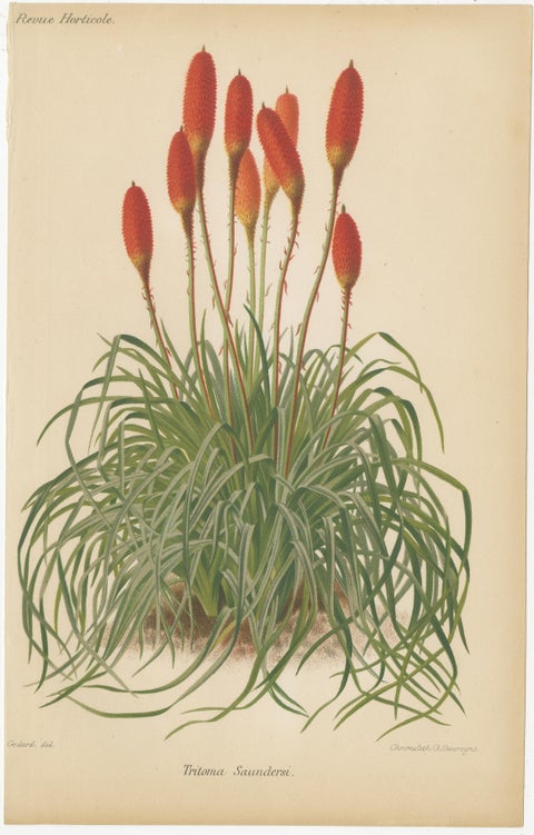 Exquisite Botanicals from Revue Horticole: A 19th-Century Garden Showcase, view 2