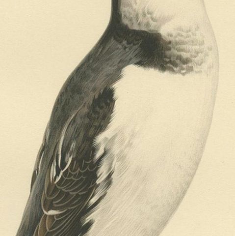 Antique Bird Print of the Little Auk or Dovekie by Von Wright '1929', close-up 2