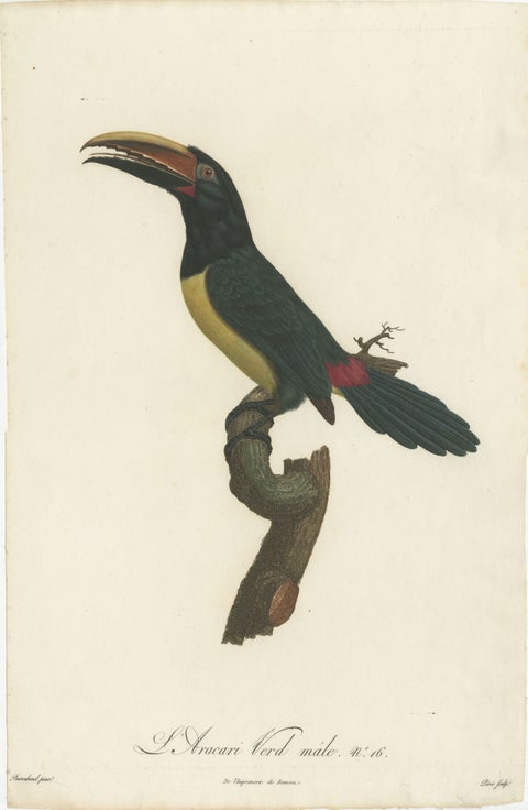 Two Magnificent Hand-Colored Antique Prints of a Toucan, Ca.1805, Rare, view 3