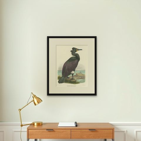 Spectacular Rare Old Original Bird Print of The Spectacled Cormorant, 1868, shown framed on a wall